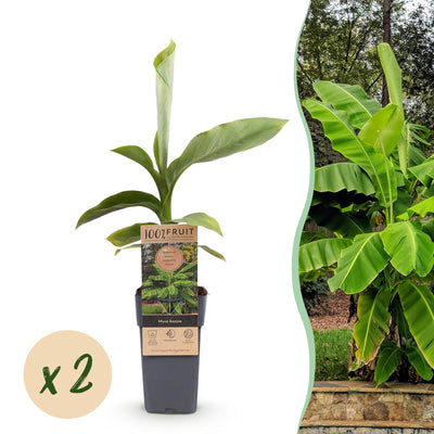 Musa Basjoo: Winterharte Japanische Faserbanane – 2 Pflanzen im 15cm Topf