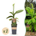 Musa Basjoo: Winterharte Japanische Faserbanane – 2 Pflanzen im 15cm Topf Bild 1