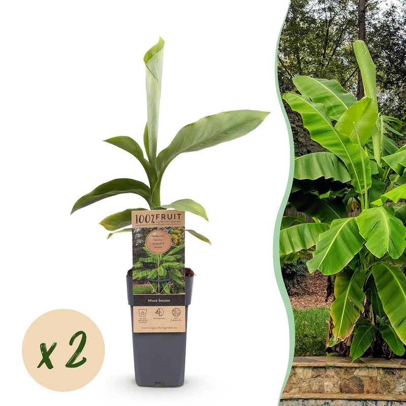 Musa Basjoo: Winterharte Japanische Faserbanane – 2 Pflanzen im 15cm Topf