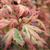 GreenboutiQ Japanischer Ahorn 'Iyoshi' – 2 rosa Pflanzen, 70cm Bild 6