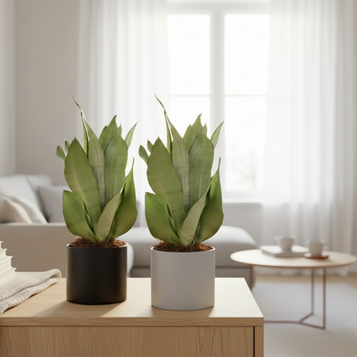 Sansevieria Moonshine Silberner Bogenhanf 2er Set Ø14cm Höhe 40cm