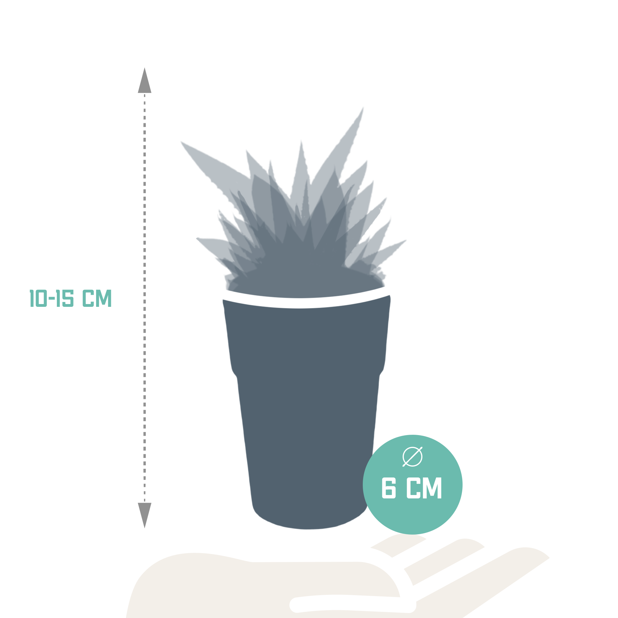 Gasteria/Haworthia-Mischung 5,5cm - 5x - in gekleurde plasticpot
