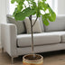 Feigenbaum Ficus Carica (Ø17cm, ↕80cm) - Tropisches Flair & essbare Früchte Bild 2