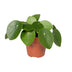 Pilea Peperomioides: Pancake Plant, Easy Care & Air Purifying Bild 1