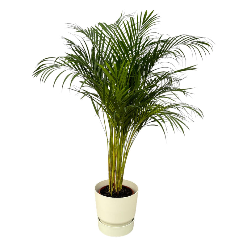 Areca-Palme (130 cm) mit elho Greenville Topf