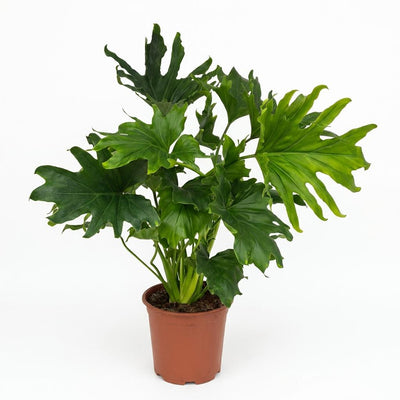 Philodendron Lickety Split, pflegeleichte Zimmerpflanze, 70cm