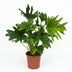 Philodendron Lickety Split, pflegeleichte Zimmerpflanze, 70cm Bild 2
