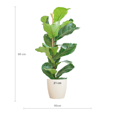 Ficus Lyrata mit Topf weiß – 80 cm – Ø21
