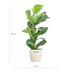 Ficus Lyrata mit Topf weiß – 80 cm – Ø21 Bild 2