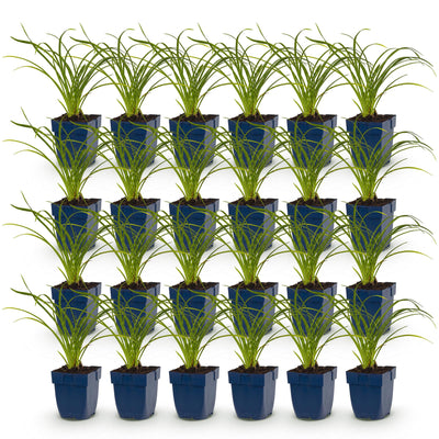 Green boutiQ - Perennial - Hemerocallis Stella d'Oro - Daylily - Bee and Butterfly Attractors - Yellow - 24 Plants - Pot 11cm - Height 15-25cm