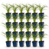Green boutiQ - Perennial - Hemerocallis Stella d'Oro - Daylily - Bee and Butterfly Attractors - Yellow - 24 Plants - Pot 11cm - Height 15-25cm Bild 12