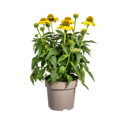 Echinacea purpurea Yellow Ø19cm - ↕60 - 70cm