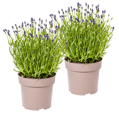 2x Lavendel (Lavandula angustifolia) im 19cm Topf, 40-50cm hoch