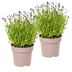 2x Lavendel (Lavandula angustifolia) im 19cm Topf, 40-50cm hoch Bild 1