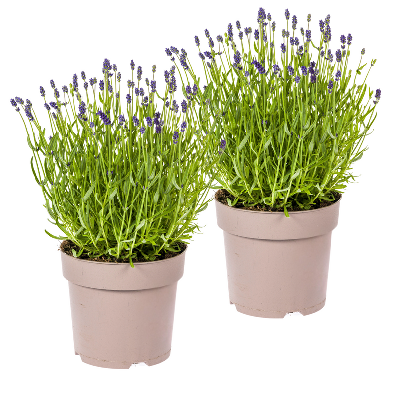 2x Lavendel (Lavandula angustifolia) im 19cm Topf, 40-50cm hoch