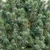 2x Picea glauca Sander's Blue - Blaue Zuckerhutfichte - Blau - Weihnachtsbaum - Ø23cm - ↕60cm Bild 4