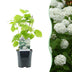 GreenboutiQ Rispenhortensie Annabelle, weiße Blüte, Topf 17cm Bild 1