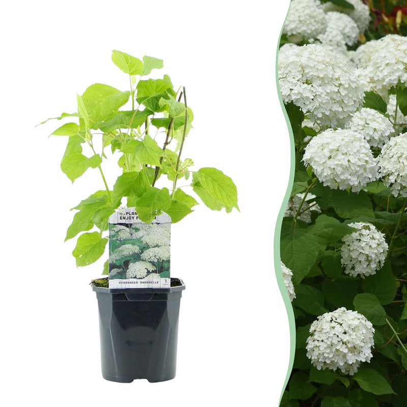 GreenboutiQ Rispenhortensie Annabelle, weiße Blüte, Topf 17cm