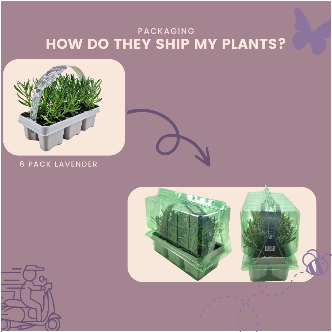 Lavendel angustifolia 'Alba' - 72 Stück im 7cm Topf, 15cm hoch