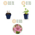 Green boutiQ - Perennial plant - Astrantia major - Masterwort - Shade - White-Pink - 24 plants - Pot 11cm - Height 15-25cm Bild 4