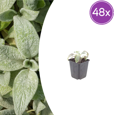 48x Stachys byzantina 'Silver Carpet' - 10-25cm hoch, Ø9cm Topf