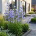 Green boutiQ - Perennial - Campanula persicifolia - Peach-leaved Bellflower - Bee and Butterfly Attractors - Blue - 12 Plants - Pot 11cm - Height 15-25cm Bild 6