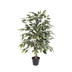 Künstliche Ficus benjamina variegata, 85 cm - Elegante Kunstpflanze Bild 1