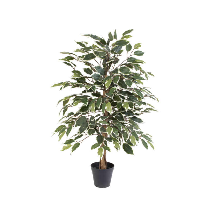 Künstliche Ficus benjamina variegata, 85 cm - Elegante Kunstpflanze