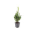 6x Common Boxwood - 10-25cm - Ø9cm Bild 2