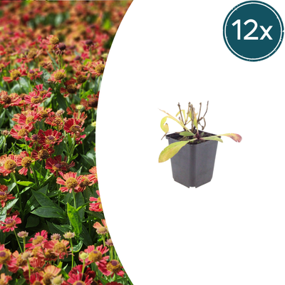 12x Helenium 'Moerheim Beauty' - 10-25cm - Ø9cm