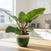 Philodendron Imperial Green Topf 17cm, Höhe 60cm Bild 3