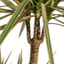 Dracaena Marginata Bicolor Ø21cm - ↕110 - 130cm Bild 2