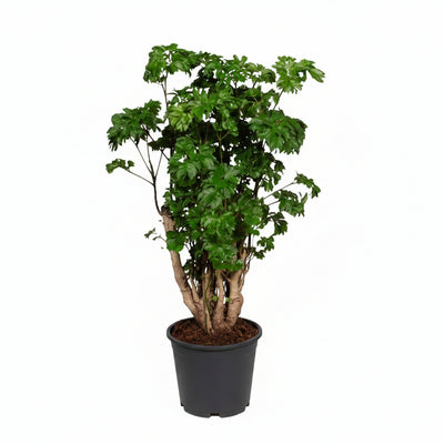 Polyscias Roble: Elegante Zimmerpflanze im Ø17cm Topf, 60cm hoch
