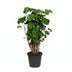 Polyscias Roble: Elegante Zimmerpflanze im Ø17cm Topf, 60cm hoch Bild 1
