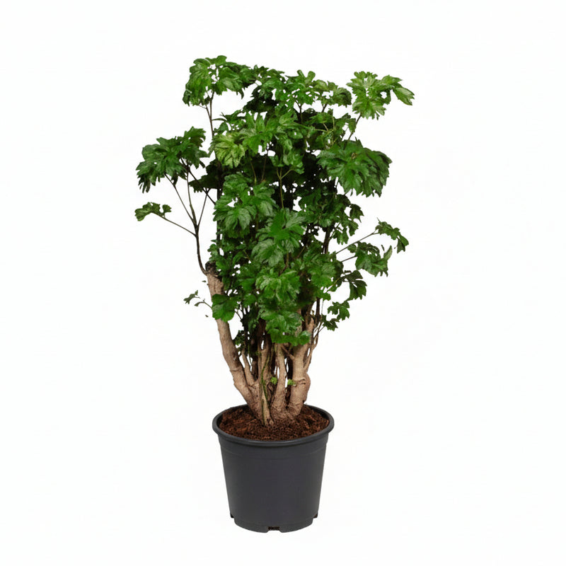 Polyscias Roble: Elegante Zimmerpflanze im Ø17cm Topf, 60cm hoch