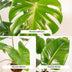 Pflanzen-Set: Monstera, Alocasia, Strelitzia für Ihr Zuhause Bild 5