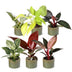 6x Baby Philodendron Mix (Weiß, Rosa, Gelb, Grün, Rot) im 6cm Topf Bild 2