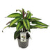 Calathea Majestica Princeps – 14cm Topf, 45cm hoch Bild 2
