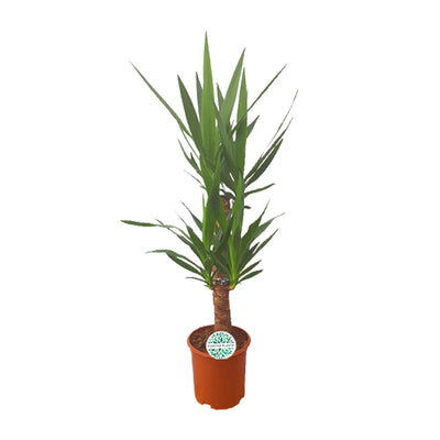 Yucca Palme Ø21cm - 90cm: Elegante Zimmerpflanze für Ihr Zuhause