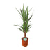 Yucca Palme Ø21cm - 90cm: Elegante Zimmerpflanze für Ihr Zuhause Bild 1