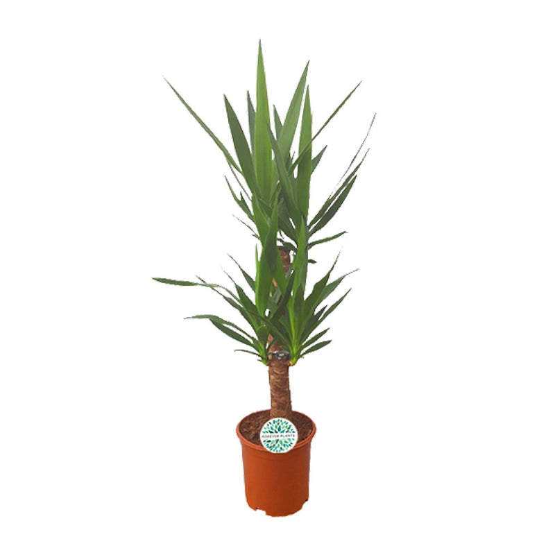 Yucca Palme Ø21cm - 90cm: Elegante Zimmerpflanze für Ihr Zuhause