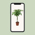 Pachira Aquatica Glückskastanie Ø24cm ↕120cm Bild 5