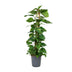 Scindapsus Epipremnum: Große Zimmerpflanze Ø24cm, ↕120cm, pflegeleicht Bild 1