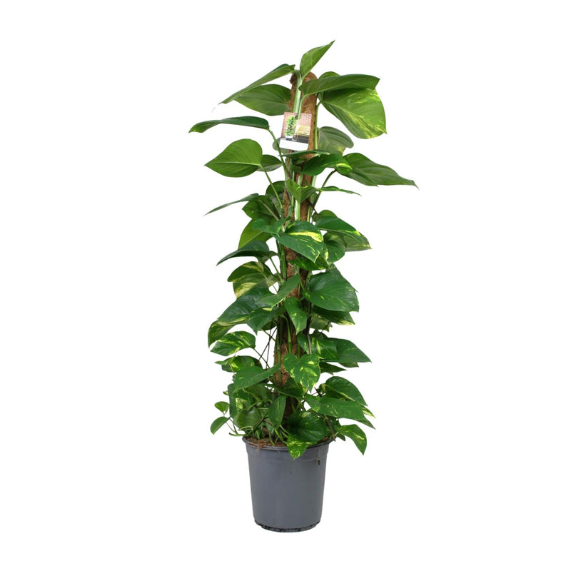 Scindapsus Epipremnum: Große Zimmerpflanze Ø24cm, ↕120cm, pflegeleicht