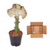 Euphorbia lactea Cristata 'Korallen-Kaktus', 35 cm - Ø12 Bild 4