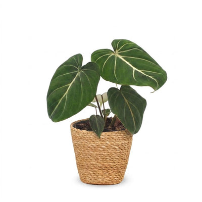 Green boutiQ - Philodendron Gloriosum - Gloriosum Philodendron - 1 Pflanze - mit Korb - Topf 12cm - Höhe - 25cm