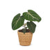 Green boutiQ - Philodendron Gloriosum - Gloriosum Philodendron - 1 Pflanze - mit Korb - Topf 12cm - Höhe - 25cm Bild 2