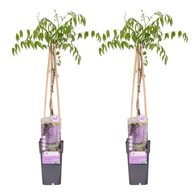 2x Blauregen 'Naga Noda' ↨65cm, Ø15cm - Wisteria floribunda