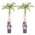 2x Japanese Wisteria 'Naga Noda' ↨65cm, Ø15cm - Wisteria floribunda Bild 1