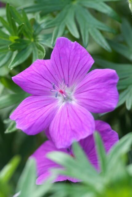 Geranium 'Tiny Monster' - 12x - 10-25cm - Ø9cm